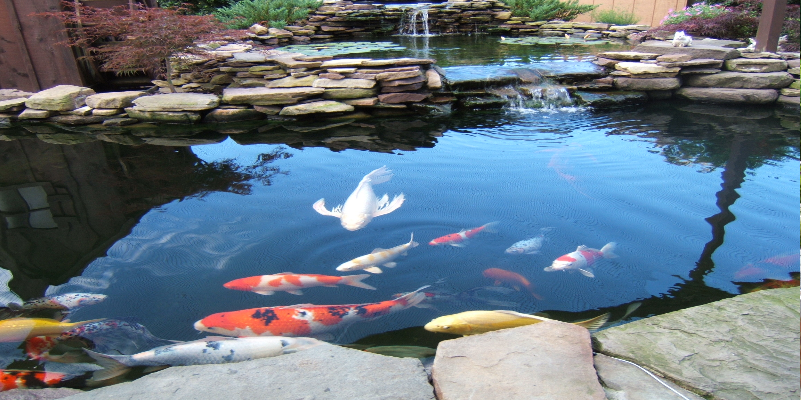 koi-pond-image